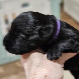 Girl 3 - female Miniature Schnauzer puppy in Blountville, Tennessee from Maxwell House Schnauzers