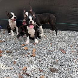Gordy - Black brindle and white male Boston Terrier puppy in London, Kentucky from Puppy Love