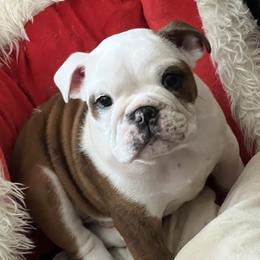Bulldog puppies from KnockDown Bulldogs