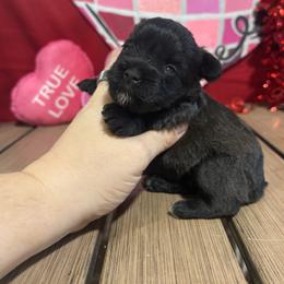 Annie - Black female Miniature Schnauzer puppy in Lufkin, Texas from C&K’s Schnauzer House
