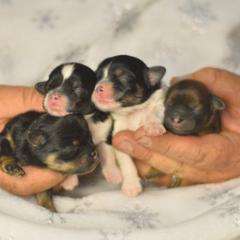 Shichon puppies from PTK Ranch