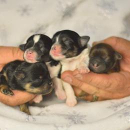 Shichon puppies from PTK Ranch