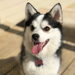 Meg - Pomsky