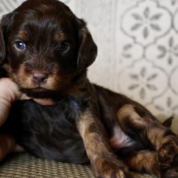 Bernedoodle and Cavapoo Puppies from Lawler’s Legacy Litters