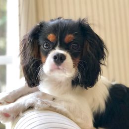 Bentley - Cavalier King Charles Spaniel