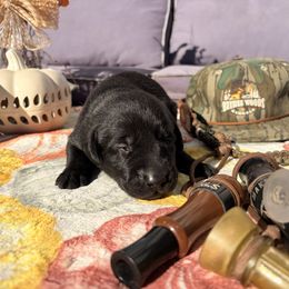 Green Boy - Black male Labrador Retriever puppy in Talking Rock, Georgia from Bethel Woods Kennels