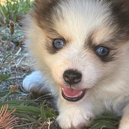 Daisy - Tri-color female Pomsky puppy in Mc Minnville, Oregon from West Coast Pomskies