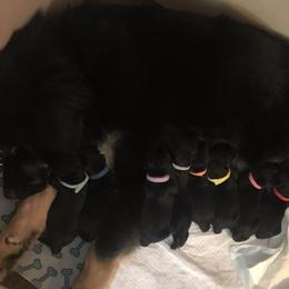 Tibetan Mastiff Puppies from Wanderlust Tibetan Mastiffs