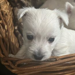 Girl 1 - West Highland White Terrier puppy in Ridgeway, Virginia from Rivers Bend Westies