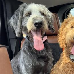 Labradoodles from Northern Lights Labradoodles