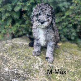 Max - Merle male Cavapoo puppy in Strasburg, Pennsylvania from Still Water Puppies