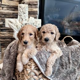 Goldendoodle Puppies from Guiness and Bailey's Doodle Den
