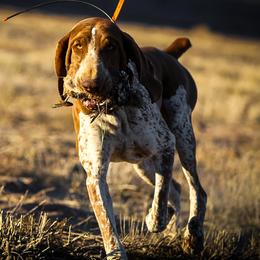 Sarge - Bracco Italiano