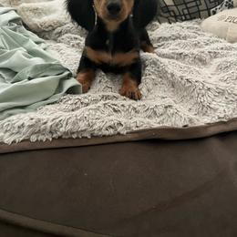 May - Black and tan female Dachshund puppy in Wills Point, Texas from Duck Creek Farm