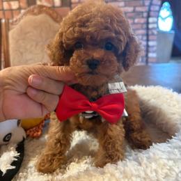 JACKPOT - Red  male Poodle puppy in Bakersfield, California from Mary Gorgeous Poodles