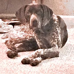 Bo - German Shorthaired Pointer