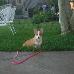 Pembroke Welsh Corgi Puppies from Ranch Hand Corgis
