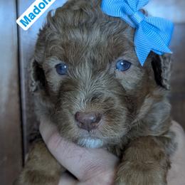 Female 6th pick - Tri-color female Bernedoodle puppy in Sioux Falls, South Dakota from Dolly's Doodles