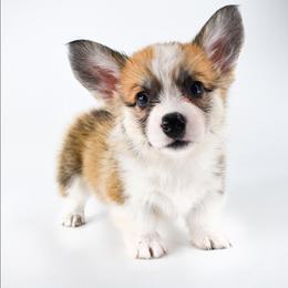 Cedar - Red male Pembroke Welsh Corgi puppy in San Antonio, Texas from Moxxi's Legacy Corgis