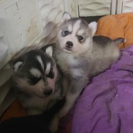 Siberian Husky Puppies from Spirit of the Moon Siberians