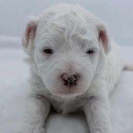 Leo - Gray and white male Sheepadoodle puppy in La Plata, Maryland from Serenity Creek Doodles