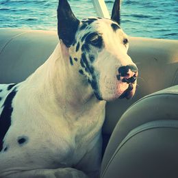 Inferno - Great Dane
