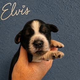 Boy 2 - Tri-Roan male English Springer Spaniel puppy in Fort White, Florida from Thunderbird Springers