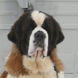 Sadie - Saint Bernard