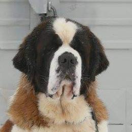 Sadie - Saint Bernard
