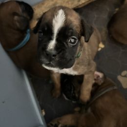 Karev - Fawn male Boxer puppy in Concord, New Hampshire from Mountain View Boxers