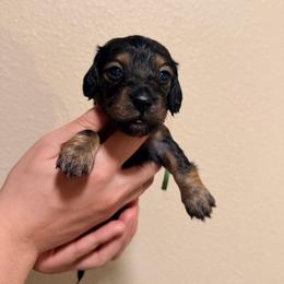 Green - Blue and cream female Dachshund puppy in Oakdale, California from Mini dachshunds