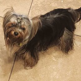 Maltese, Maltipoo, and Morkie All Grown Up from The Aristocratic Puppy Patch