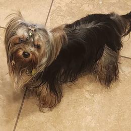 Maltese, Maltipoo, and Morkie All Grown Up from The Aristocratic Puppy Patch