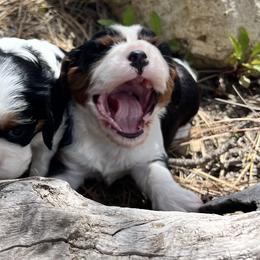 Cavalier King Charles Spaniels from Whispering Pines Cavaliers