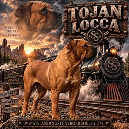 Locca - Boerboel