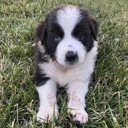 Jagger - Black & white male Australian Shepherd puppy in Paso Robles, California from DeClue Ranch Australian Shepherds
