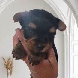 Boy 2 - Black and gold male Yorkshire Terrier puppy in Gilbert, Arizona from Yorkie Your Soulmate Puppy