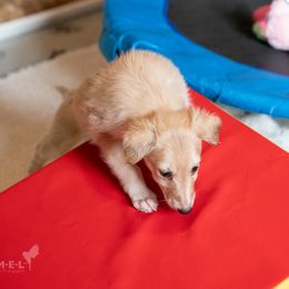 Silken Windhound Puppies from Redshift Silken Windhounds