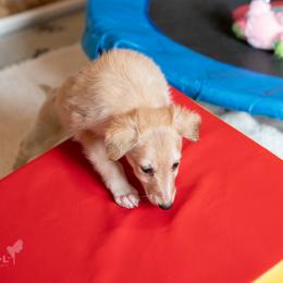 Silken Windhound Puppies from Redshift Silken Windhounds