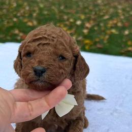 Carlos - Red  male Goldendoodle puppy in Mint Hill, North Carolina from DoodleForever