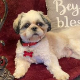 Max - Shih Tzu
