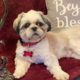 Max - Shih Tzu