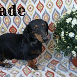 Jade - Dachshund