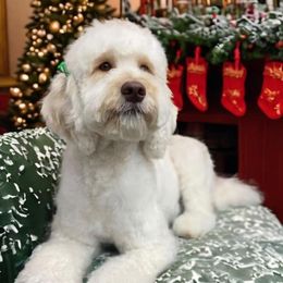 Piper - Australian Labradoodle
