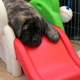 French Bulldog and Mastiff Puppies from Divine Mastiffs Ashlan French Bulldogs