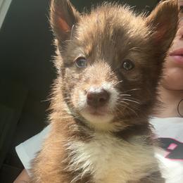 Hermione Granger - Red and white female Siberian Husky puppy in Jasper, Alabama from Sophia's Siberian Huskies