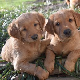 Golden Retrievers from Deer Run Goldens