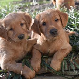 Golden Retrievers from Deer Run Goldens