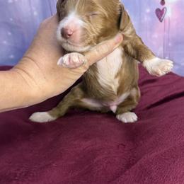 Rufus - Red male Bernedoodle puppy in Winfield, Alabama from Rose Lane Doodles
