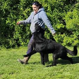 Finnegan - German Shepherd